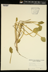 Heteranthera limosa image