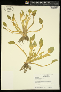 Heteranthera limosa image