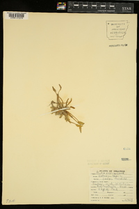 Heteranthera limosa image