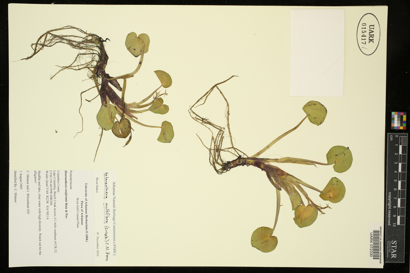 Heteranthera multiflora image