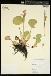 Eichhornia crassipes image