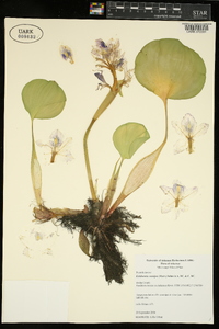 Eichhornia crassipes image