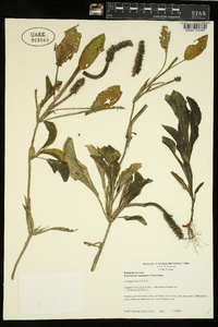 Potamogeton amplifolius image