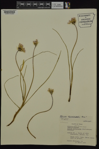 Allium drummondii image