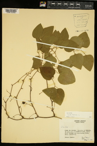 Smilax bona-nox image