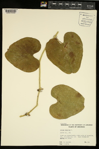 Smilax bona-nox image