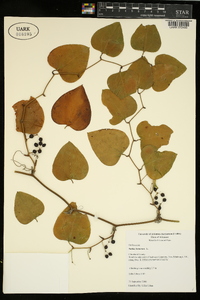 Smilax bona-nox image