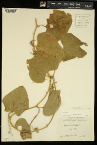 Smilax bona-nox image