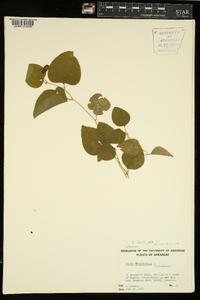 Smilax bona-nox image