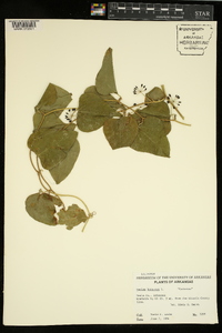 Smilax bona-nox image