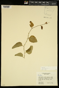 Smilax bona-nox image