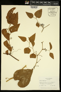 Smilax bona-nox image