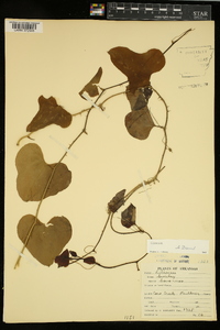 Smilax bona-nox image