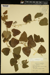 Smilax bona-nox image