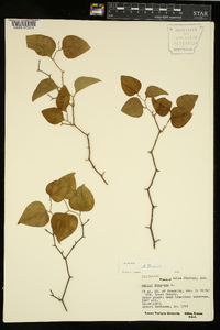 Smilax bona-nox image