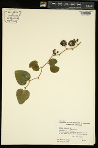 Smilax bona-nox image