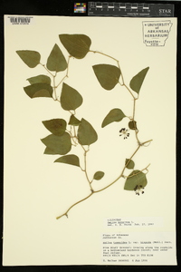 Smilax bona-nox image