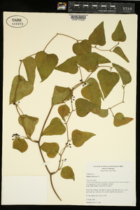 Smilax bona-nox image