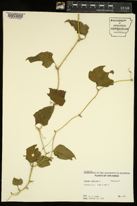 Smilax bona-nox image