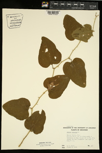 Smilax bona-nox image