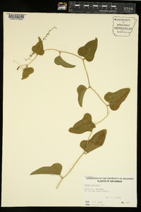 Smilax bona-nox image