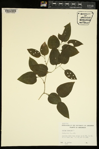 Smilax bona-nox image