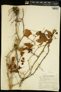 Smilax bona-nox image