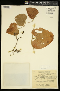 Smilax bona-nox image