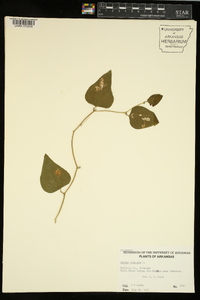 Smilax bona-nox image