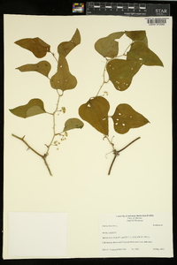 Smilax bona-nox image