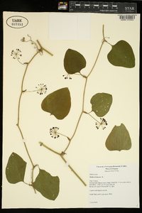 Smilax bona-nox image