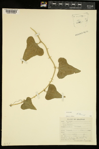 Smilax bona-nox image