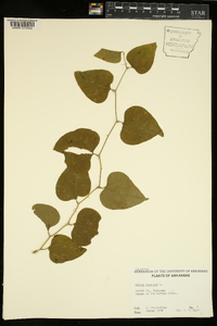 Smilax bona-nox image