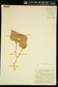 Smilax bona-nox image