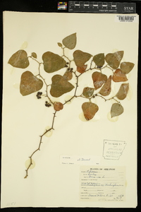 Smilax bona-nox image