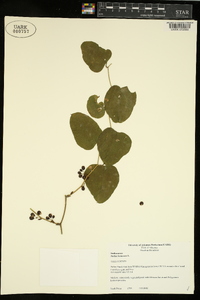 Smilax bona-nox image