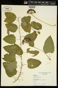 Smilax herbacea image