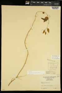 Smilax lasioneura image