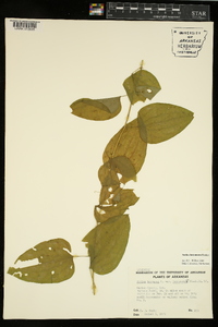 Smilax lasioneura image