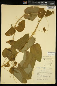 Smilax lasioneura image