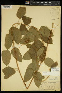 Smilax pulverulenta image