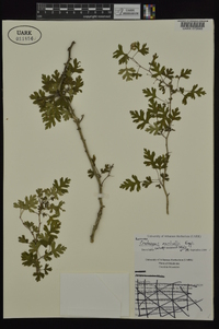 Crataegus marshallii image