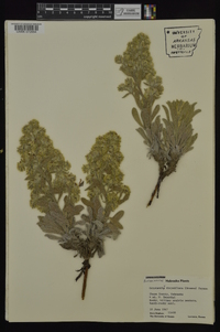 Oreocarya thyrsiflora image