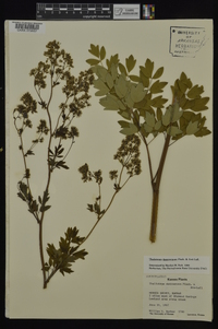 Thalictrum dasycarpum image