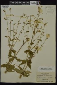 Silene stellata image