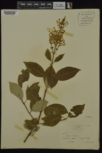 Syringa josikaea image