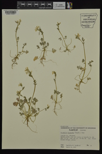 Corydalis micrantha image