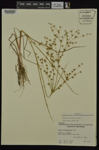 Juncus diffusissimus image