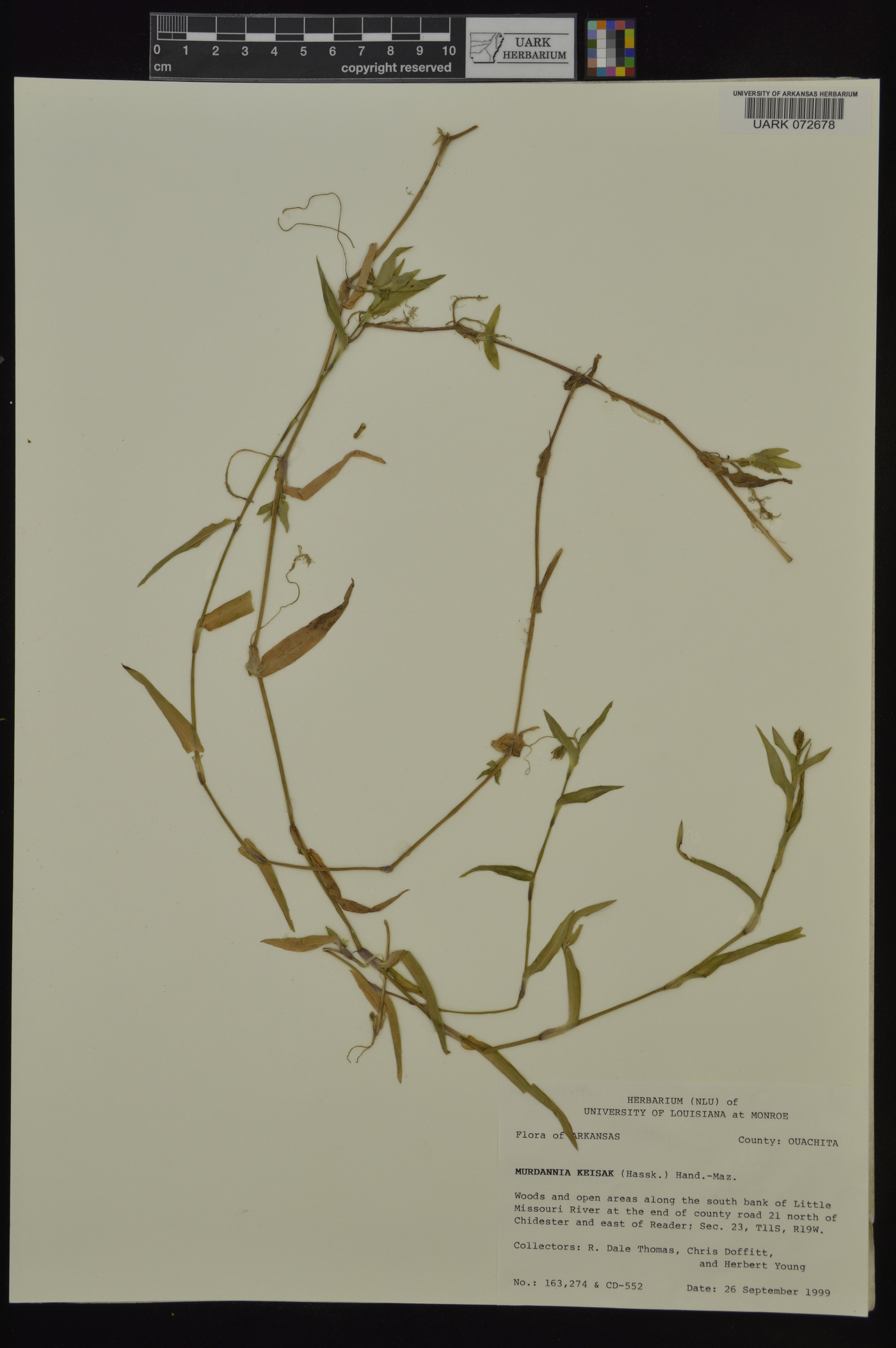 Murdannia keisak image