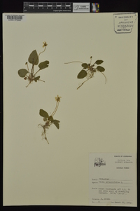 Viola primulifolia image